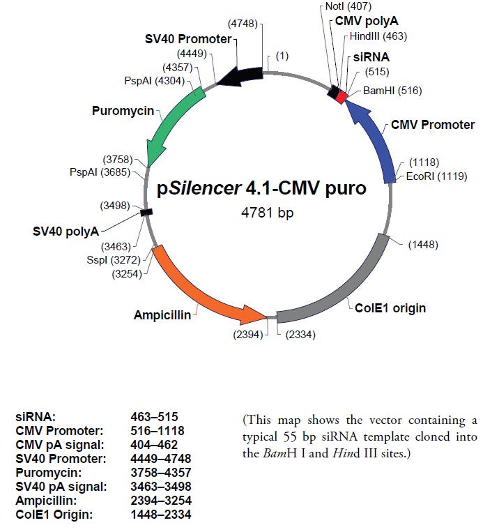 pSilencer 4.1-CMV puro载体图谱